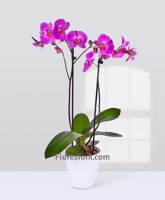 Planta Orquídea Rosa | Floristerías | Floristería Flores